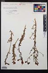 Epilobium canum image