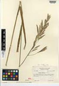 Bromus carinatus image