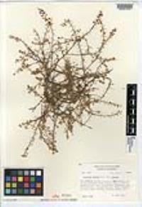Lepidium nitidum image