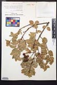 Prunus ilicifolia image