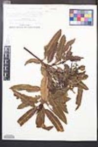 Lyonothamnus floribundus image