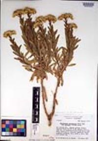 Ericameria parishii image