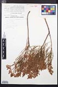 Adenostoma sparsifolium image