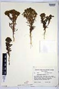 Amblyopappus pusillus image
