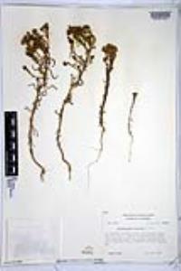 Amblyopappus pusillus image