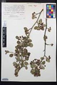 Amelanchier utahensis var. covillei image