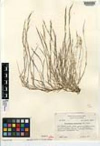 Muhlenbergia microsperma image