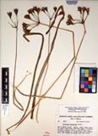 Triteleia clementina image