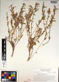 Atriplex semibaccata image