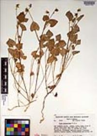 Viola pedunculata image