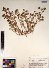 Trifolium palmeri image