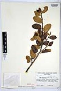 Rhus integrifolia image