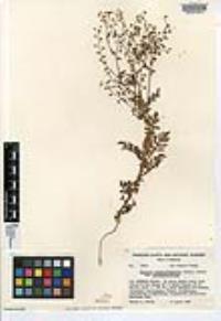 Eucrypta chrysanthemifolia image