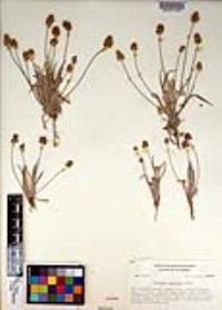 Plantago ovata image