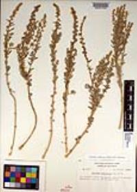 Atriplex californica image