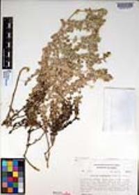 Atriplex watsonii image