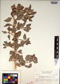 Atriplex lentiformis image