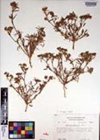 Trifolium palmeri image