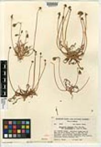 Microseris douglasii subsp. platycarpha image