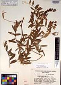 Lathyrus vestitus var. vestitus image