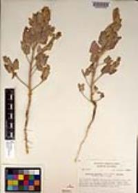 Atriplex argentea image