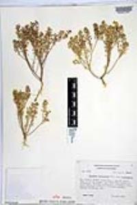 Lepidium lasiocarpum image