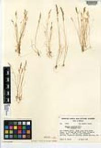 Vulpia octoflora var. octoflora image