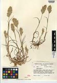 Bromus hordeaceus image