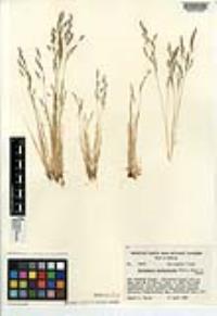 Deschampsia danthonioides image