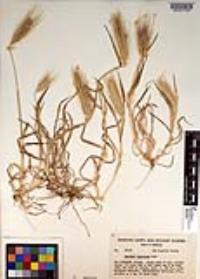 Hordeum murinum image