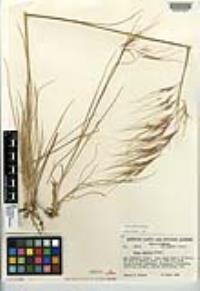 Stipa pulchra image