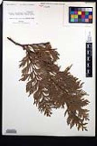 Thuja plicata image