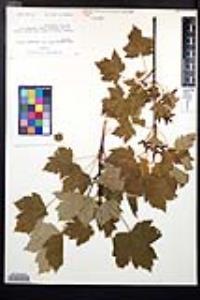 Acer glabrum image