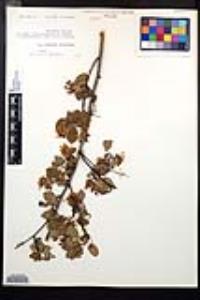 Amelanchier alnifolia image