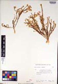 Ericameria paniculata image