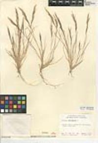 Aristida adscensionis image