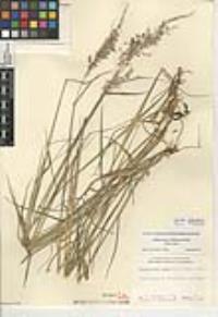 Melinis repens subsp. repens image