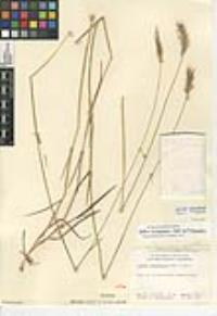 Hordeum brachyantherum subsp. brachyantherum image