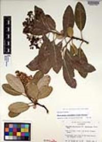 Heteromeles arbutifolia var. macrocarpa image