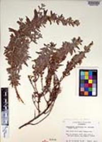 Epilobium canum subsp. canum image