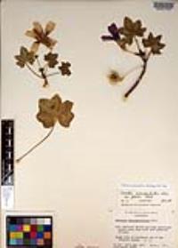 Malva assurgentiflora image