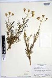 Senecio lyonii image