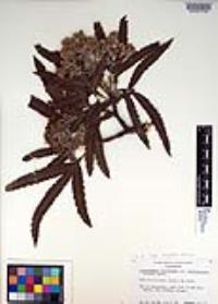 Lyonothamnus floribundus image