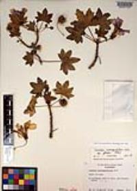 Malva assurgentiflora image