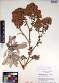 Eriogonum giganteum var. formosum image
