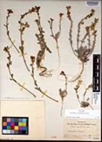 Dithyrea californica image