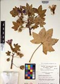 Malva assurgentiflora image
