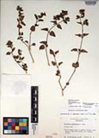 Mirabilis laevis var. crassifolia image