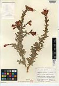 Epilobium canum image