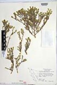 Johnstonella angustifolia image